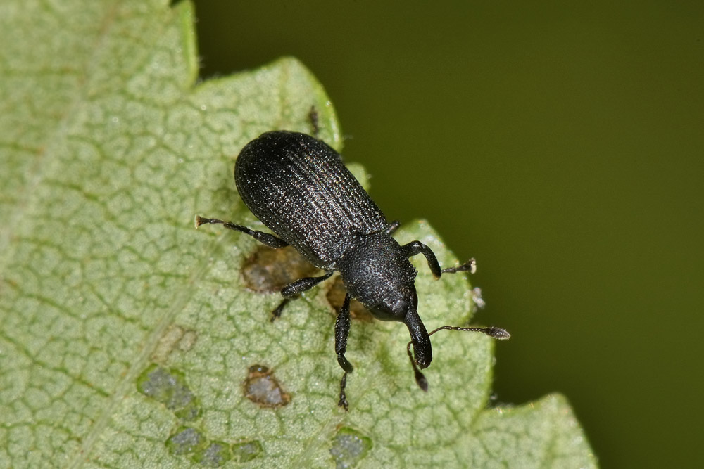 Curculionidae: Magdalis armigera